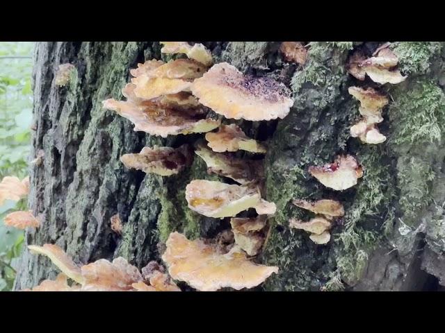 Strange Fungus on the Spiked Peak Trail