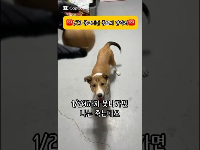 [하남유기견보호소] 1월 20일까지 가족을 찾아야 살 수 있는 로티 #동구협 #하남시보호소