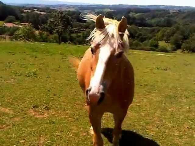 Cheval qui encense