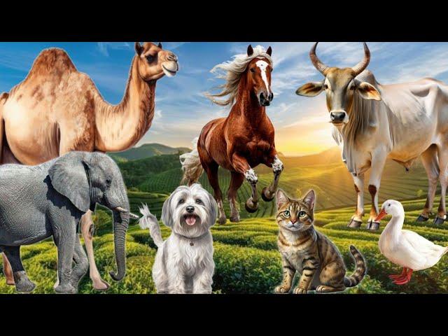 Compilation Of Farm Animals : Cow, Horse, Dog, Cat, Rabbit, Camel, Duck, Elephant - Animal Videos
