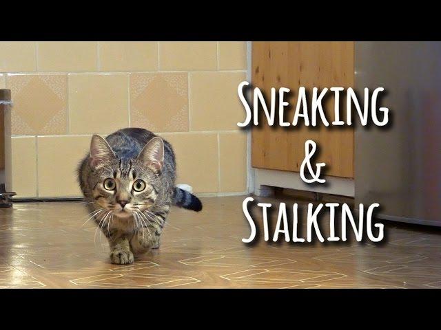 Sneaking & stalking cat