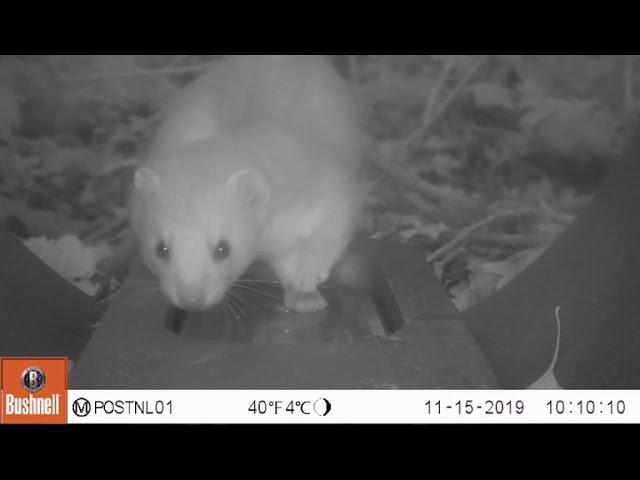 Weasel (Mustela nivalis) caught on camera trap.