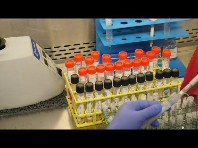 Why the PCR test is most effective