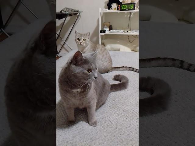 Дэнс 