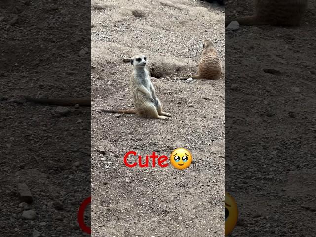 #shorts they are really cute#animals #pet #turkey #cute #iceland #mini #playful