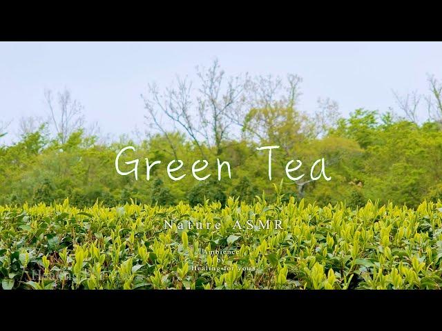 ASMR nature sounds 8 hours, Green tea field scenery, birdsong, insects