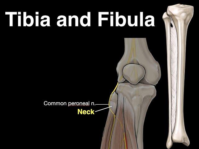 Tibia and Fibula