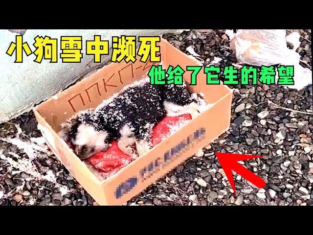 驅車10公里自費救助雪中昏迷小狗，它帶著生的希望活了下來