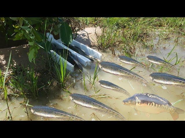 Amazing Fishing Videos at Battambang - How To Catch Fish By Hand - Amazing Boy Fishing