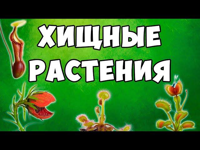 Хищные растения – развивающий мультик | Плотоядные растения – Карточки Домана | Учим растения