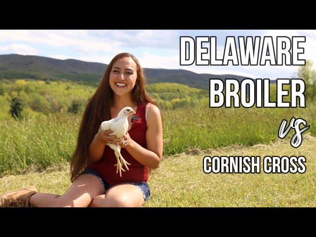 Chicken Update: Delaware Broiler vs Cornish Cross