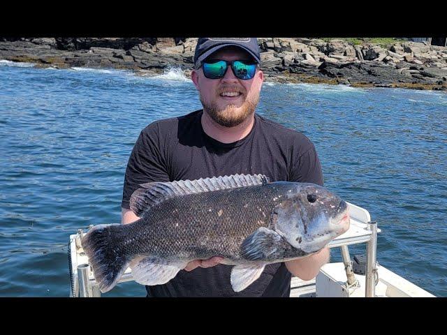 Maine STATE RECORD Tautog