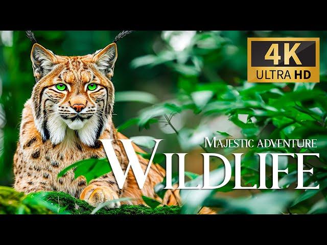 Majestic Adventure Wildlife 4K  Discovery Relaxation Amazing Wild Film with Relaxing Piano Music