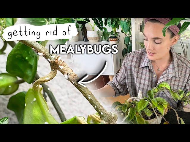 How To Get Mealybugs GONE  Mealy Bug Infestation SOLVED! 🪳