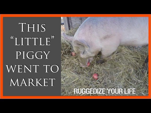 Loading up the pigs for their last ride...to the butcher! Narrow Gate Farm