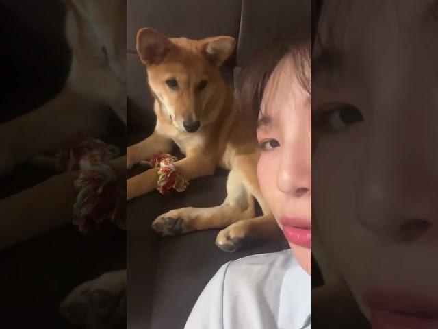 깜자둥절  언니가 친한 척 해요 멍 #강아지 #애견영상 #강아지유튜브