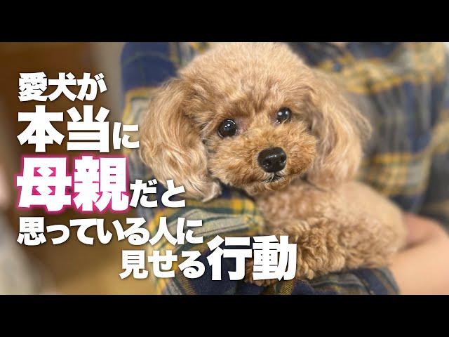 愛犬が本当に母親だと思っている人に見せる行動　　　　　　愛犬が見せる母子の絆を感じる行動