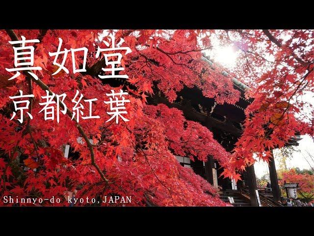 真如堂の紅葉【京都紅葉】