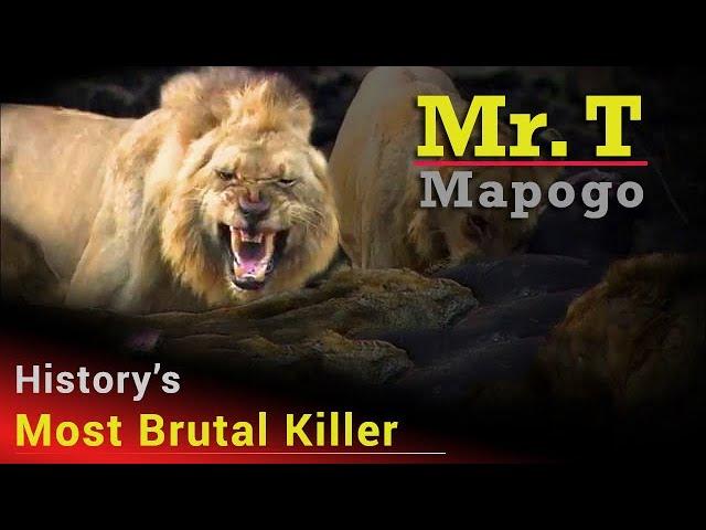 Notorious Lion Mr. T Mapogo | The Most Ruthless Lion To Ever Rule In The African Bush