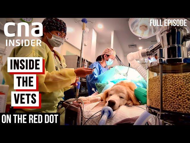 Meet The Vets: Inside The Veterinary | On The Red Dot | At The Vets - Part 1 | Full Episode