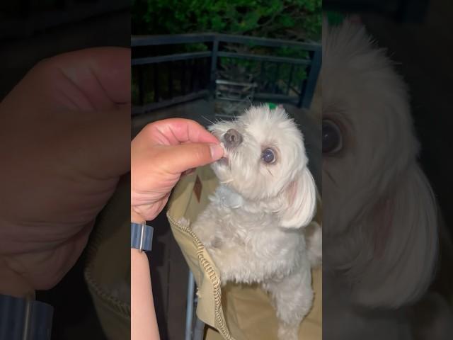 닭가슴살 한 조각에 모두가 행복 ㅋㅋㅋ