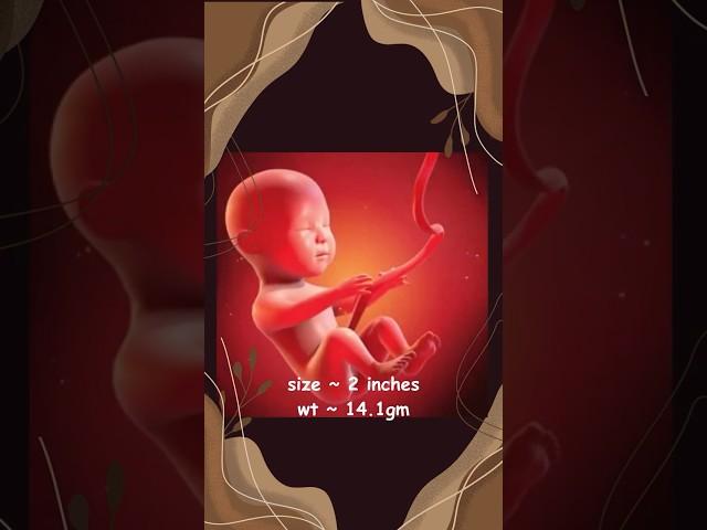 Baby's Journey in the Womb | Fetal development | Weekly growth of a baby | Gestation period.