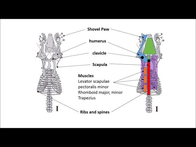 Bio-mimetic digging mechanism for a mole-like robot