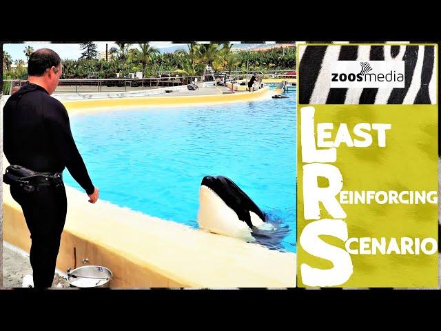 ORCAS in LORO PARQUE: Positive Reinforcement & Incorrect Behavior | zoos.media