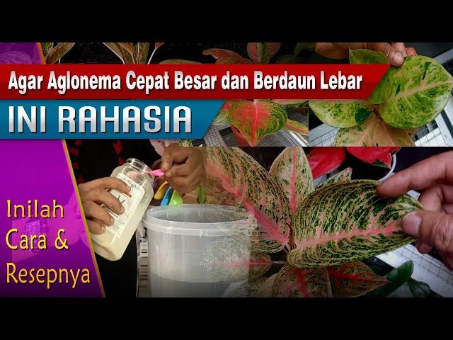 INI RAHASIA AGAR AGLONEMA DAUNNYA BESAR JUMBO INILAH CARA DAN RESEPNYA