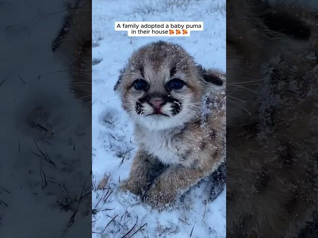 A family adopted a baby puma #shorts