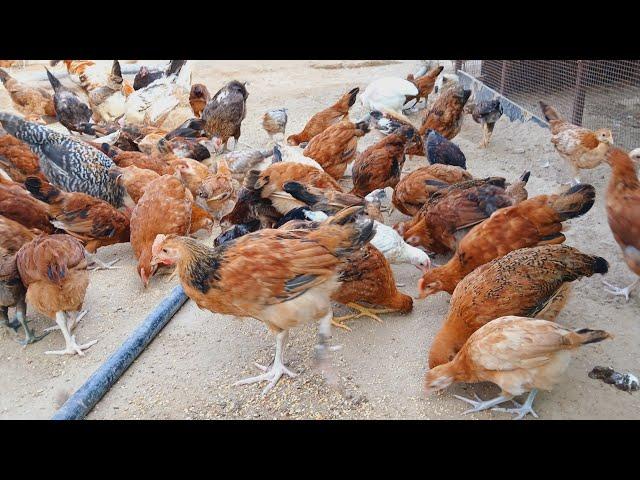 murgi palan business || desi murgi palan || golden misri hen farming