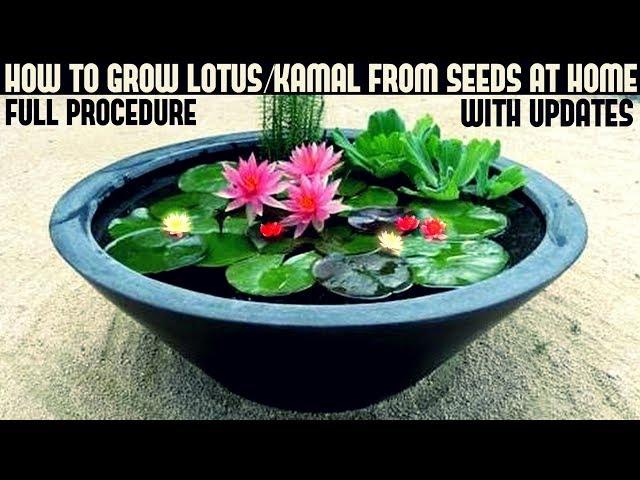 How to Grow Lotus Plant at Home With Updates( FAST N EASY METHOD)