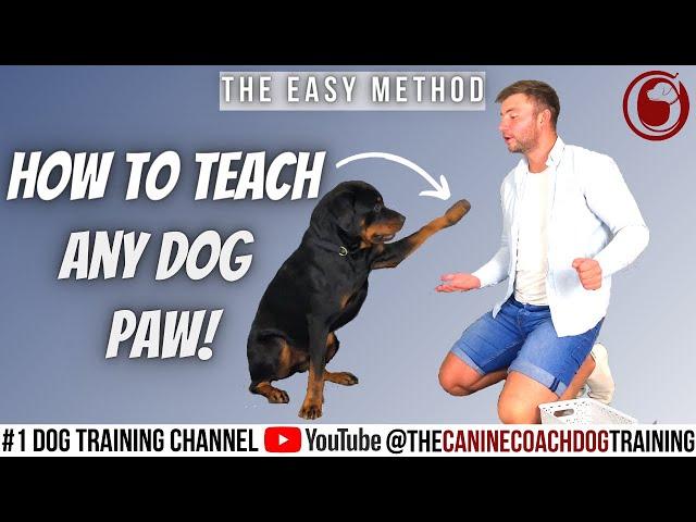 How to train my puppy to give paw!