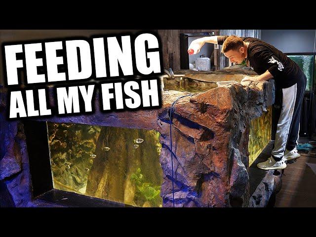 FEEDING ALL MY FISH - The king of DIY aquarium gallery