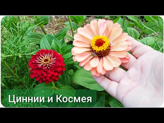 Цветник без хлопот: Цинния и космея. Сеем сразу в грунт, без рассады!