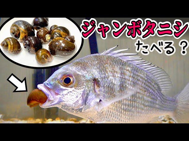 タイがジャンボタニシを食べれば釣り餌に使える？