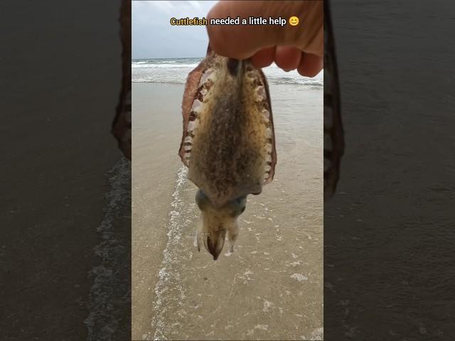 Rescue Mission: Helping cuttlefish find its way home 