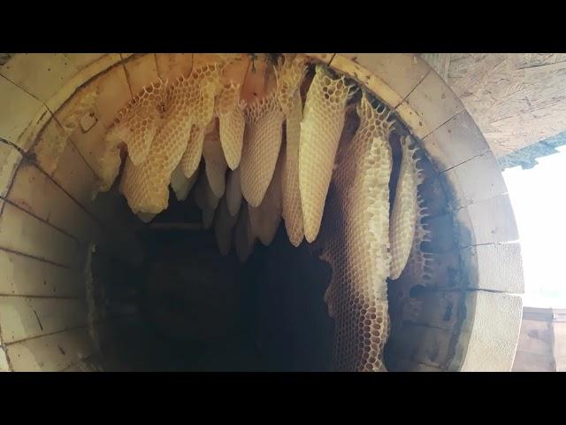 Колодное пчеловодство. Ошибки и ньюансы в колодном пчеловодстве.