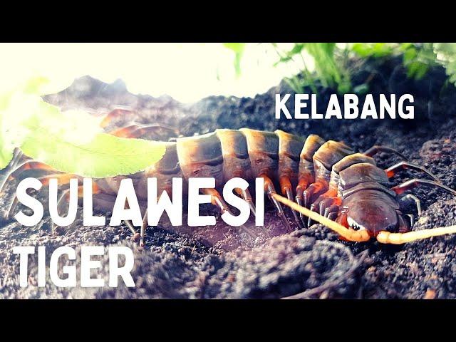 KELABANG MACAN SULAWESI ANTI MAINSTREAM!!