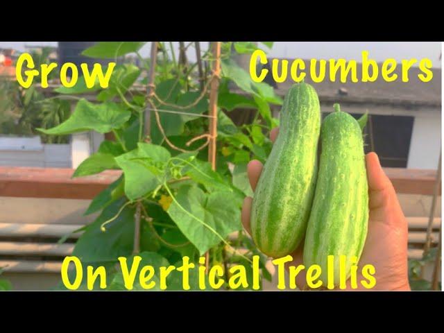 Complete Tutorial On Cucumbers//Grow Organic Cucumber On Vertical Trellis In Grow Bag At Home Garden