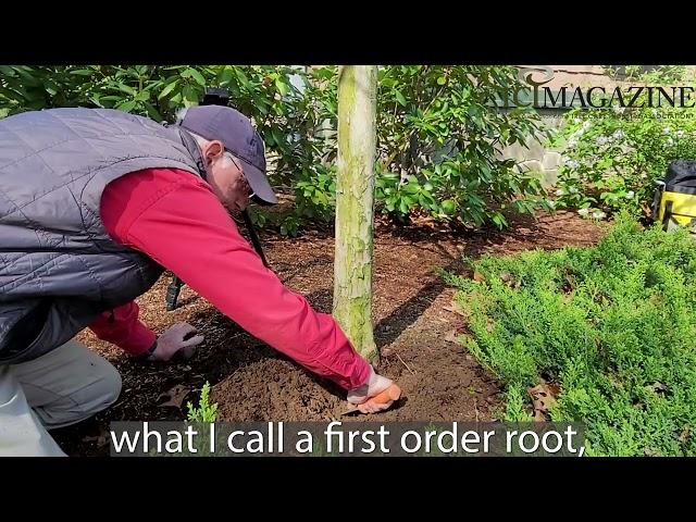 Stanley Tree Root Excavation