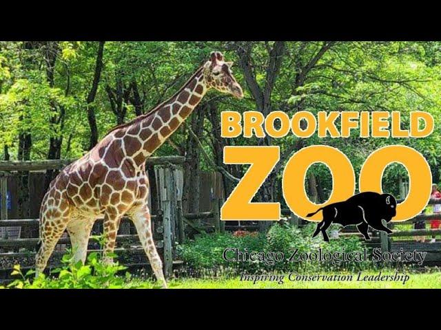 Brookfield Zoo Tour & Review with The Legend