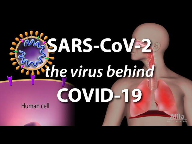 Understanding the Virus that Causes COVID-19, Animation