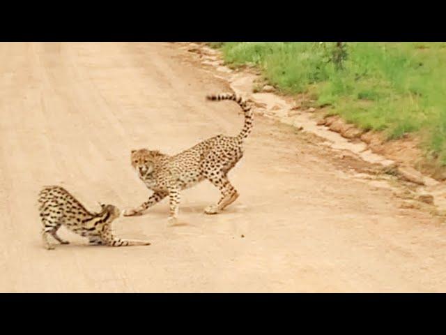 Serval vs Cheetahs