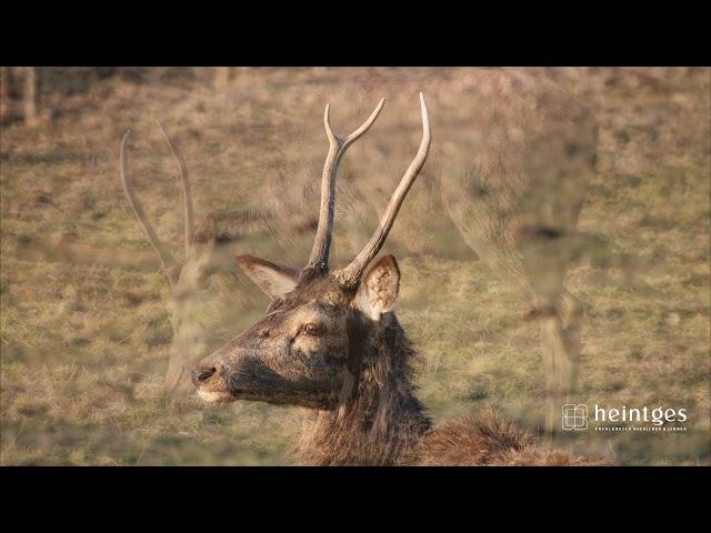 Heintges - Sicher durch die Jägerprüfung - Ansprechen Rothirsche
