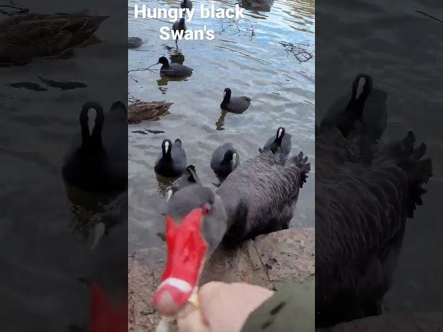 Black Swan's and baby cygnet Canberra Australia