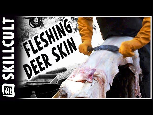 Fleshing Deer Hides for Tanning or Drying, Natural Leather Tanning