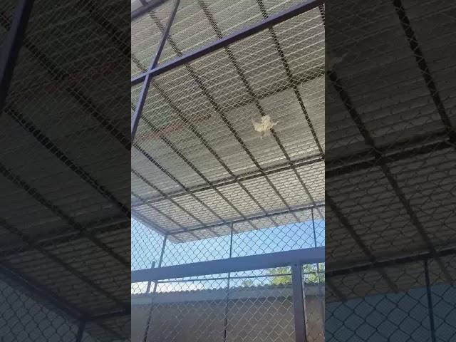 ИГРОВЫЕ Голуби Тасман.