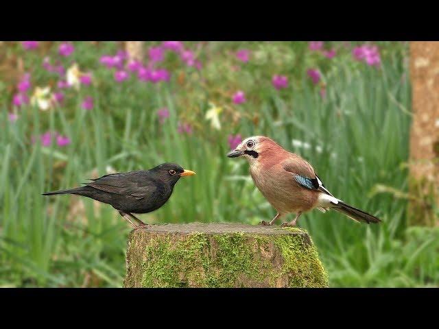 Relax Your Dog TV : Birds and Bird Sounds in The Flower Garden - 8 HOURS