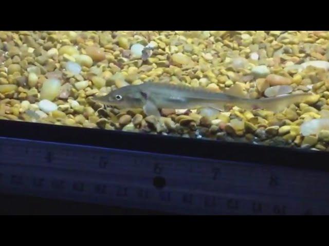 Young Siberian sturgeon - Acipenser baerii